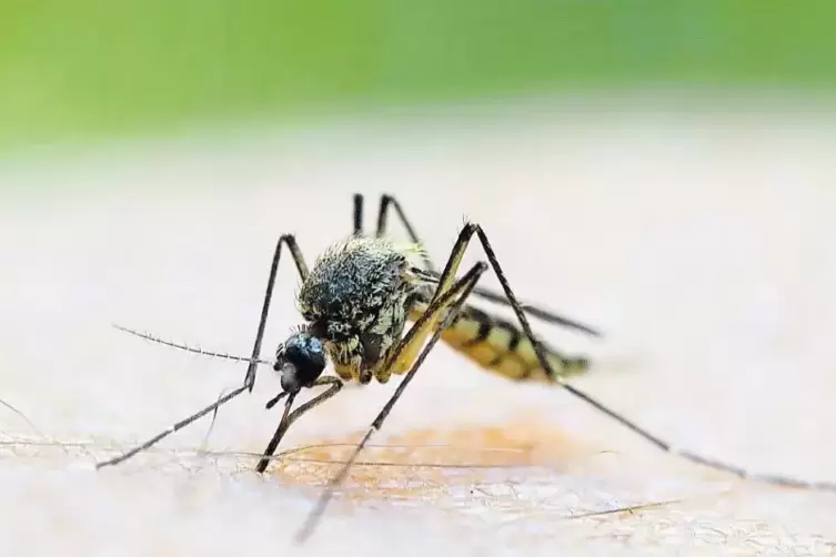 Quälgeister: Im vergangenen Sommer klagten viele Bürger aus Harthausen und Hanhofen über die Stechmücken.