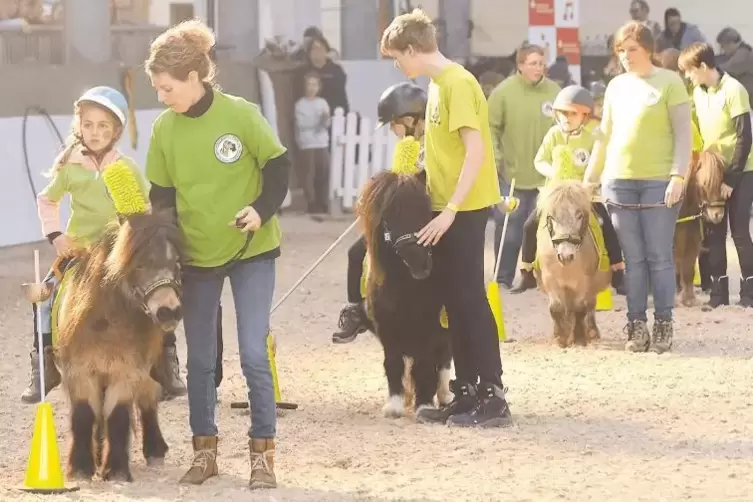 Bei dem Ponyforum in Standenbühl war auch eine Gruppe Shetland-Ponys zu sehen.