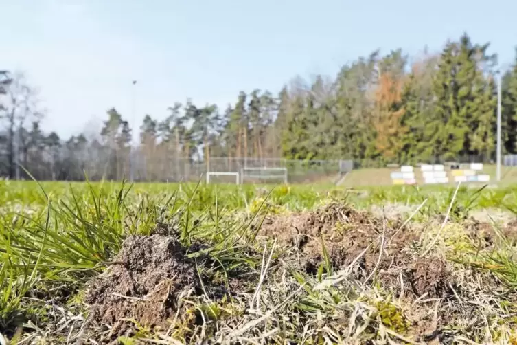 Um an die schmackhaften Larven zu kommen, graben Krähen und Marder den Rasen auf.