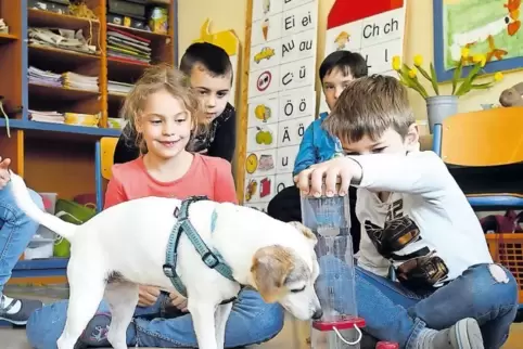 Macht tierisch Spaß: Parson-Russel-Terrier-Dame Nala zu Gast im Unterricht in der Grundschule Kirchheimbolanden.