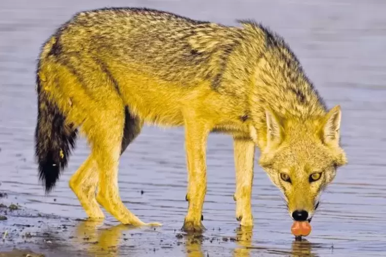 Der Goldschakal ist eine eng mit dem Wolf verwandte Art der Hunde. Er ist der einzige Schakal, der in Europa verbreitet ist.