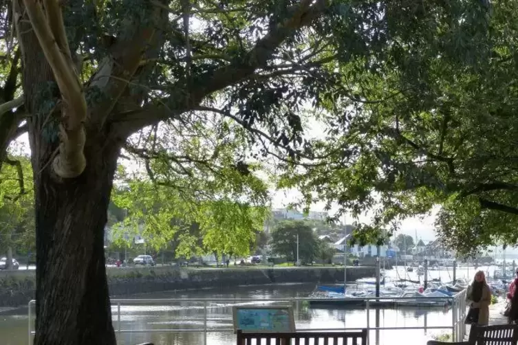 Hübsch anzusehen: der Hafen von Kingsbridge/Devon.  Foto: Fuhrmann/frei