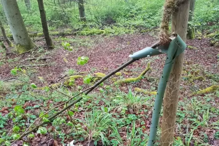 Abgeknickt: Linden am Weg der Hoffnung.  Foto: redzimh