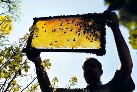 Im vergangenen Winter haben die Imker durch Parasitenbefall einen großen Teil ihrer Bienenvölker verloren, wie das Fachzentrum B