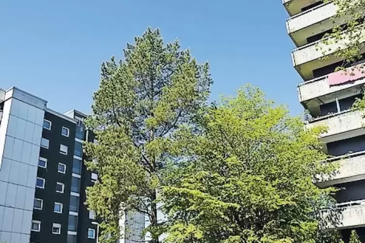 Lebt Jens im Winzler Viertel oder in einem der Hochhäuser in der Anton-Bruckner-Straße?