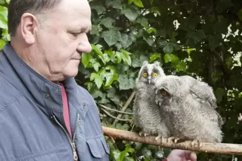 Kur Wilhelm zieht immer wieder Waldohreulen auf, die aus dem Nest gefallen sind und zu ihm gebracht werden. Foto: VIEW