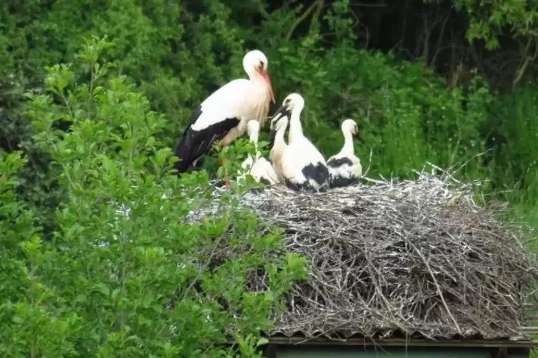 Die Störche in dem auf einem Hochsitz-Dach errichteten Nest sind wohlauf – auf einem nahe gelegenen Mast befindet sich ein zweit