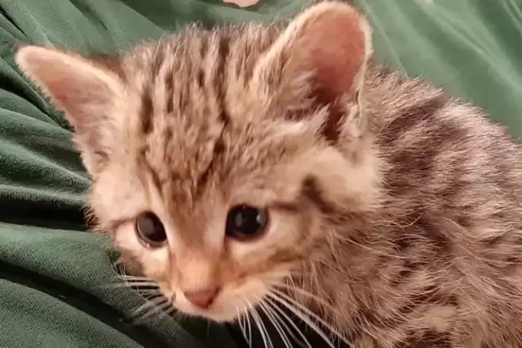 Eines der beiden Katzenbabys ist inzwischen in Obhut der Wildkatzen-Pflegestation Maßweiler.  Foto: Wildtierhilfe Kaiserslautern