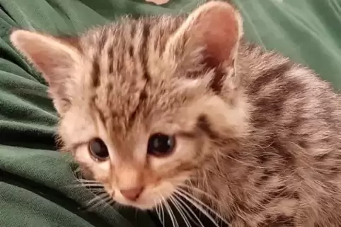 Eines der beiden Katzenbabys ist inzwischen in Obhut der Wildkatzen-Pflegestation Maßweiler.  Foto: Wildtierhilfe Kaiserslautern