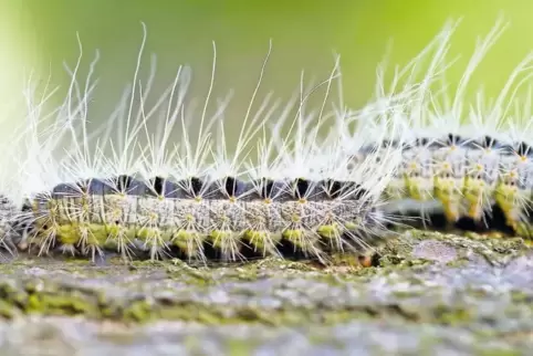 Die Härchen des Eichenprozessionsspinners sind auch ein Jahr nach seinem Tod noch giftig.