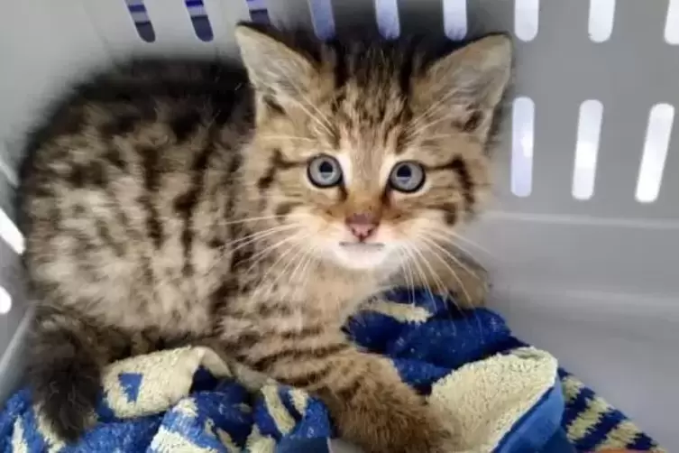 Die beiden Wildkatzenbabys werden nun gemeinsam aufgezogen und anschließend ausgewildert. Foto: Vierpfoten TIERART Maßweiler