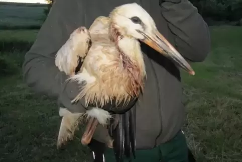 Zerrupft, aber am Leben: der Storch, den der neue Partner seiner Mutter attackiert und aus dem Nest geworfen hat.   Foto: Benner