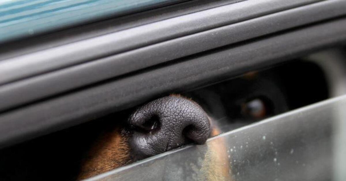 Ludwigshafen 75Jähriger lässt Hund bei großer Hitze im Auto zurück