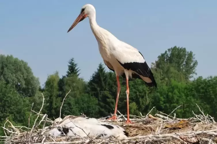 Die Störche in Winden ziehen insgesamt 39 Jungstörche groß. Foto: Frei