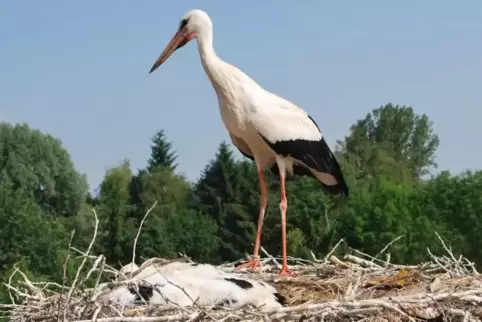 Die Störche in Winden ziehen insgesamt 39 Jungstörche groß. Foto: Frei