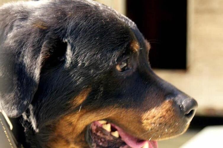 Weingarten Rottweiler beißt Fußgänger Kreis Germersheim DIE RHEINPFALZ