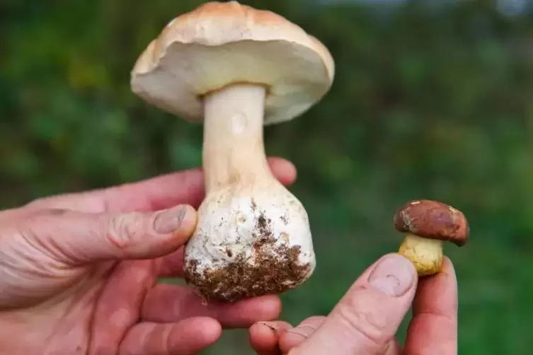 Pilze sammeln und Bestimmen will gelernt sein. Foto: dpa