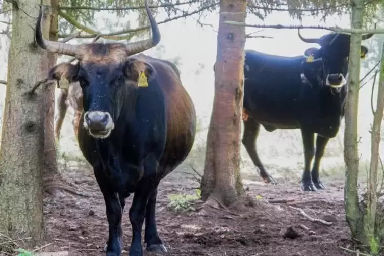 Halten sich gerne im Schatten der Bäume auf: die Taurusrinder. Foto: Sayer