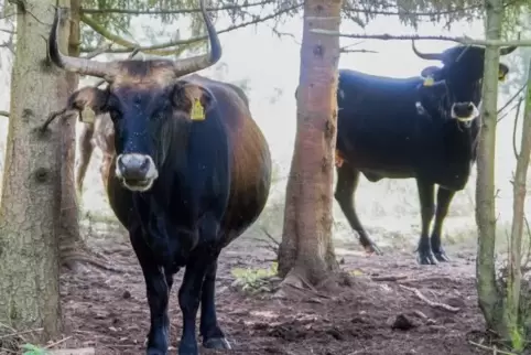 Halten sich gerne im Schatten der Bäume auf: die Taurusrinder. Foto: Sayer