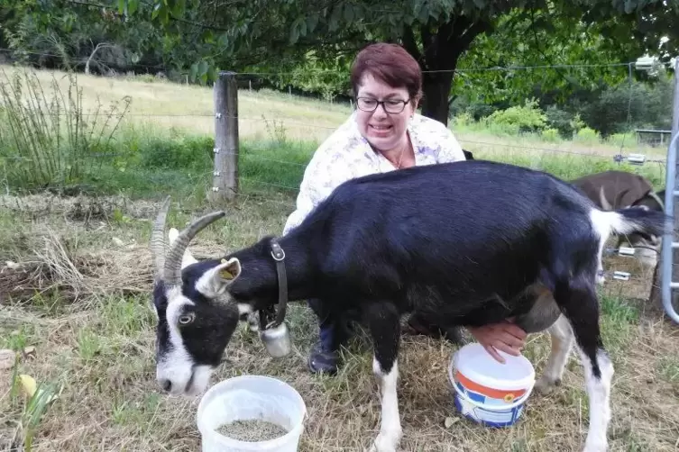 Daniela Kurz melkt die Ziege Rosi. Foto: ANZI