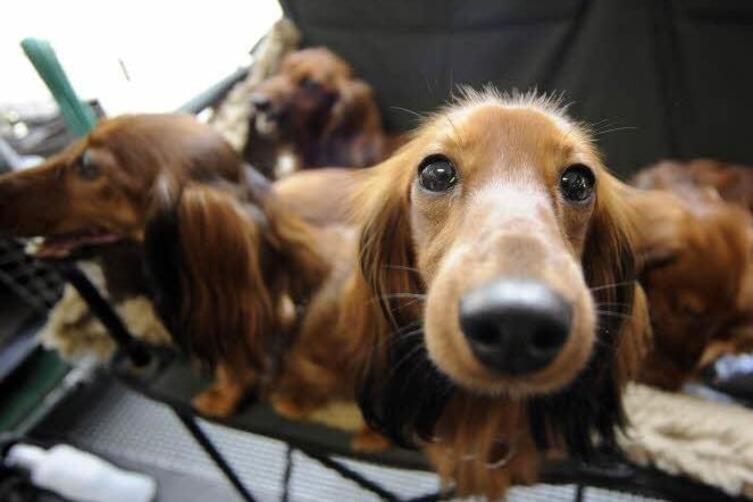 Ludwigshafen Tierschützer kritisieren Rassehundeausstellung in der