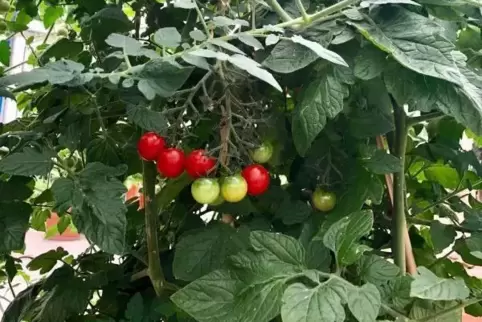 Mögen es warm: Tomaten beginnen jetzt, reif zu werden.  Foto: Günther/frei