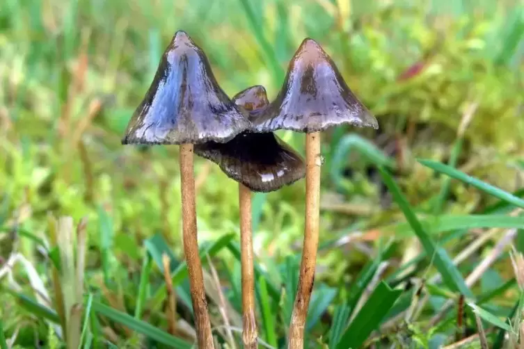 Pilze wie diese wachsen auch hierzulande auf Wiesen. Sie enthalten den halluzinogenen Wirkstoff Psilocybin.  Foto: Georg Müller/