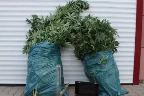 Die Polizei hat 21 Cannabispflanzen abgeerntet und beschlagnahmt. Foto: Polizei