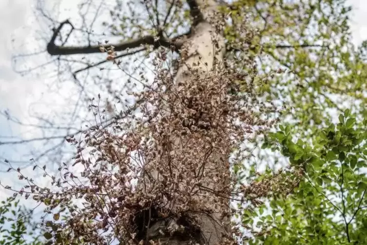 Schwer geschädigter Baum im Schwetzinger Schlossgarten. Foto: dpa