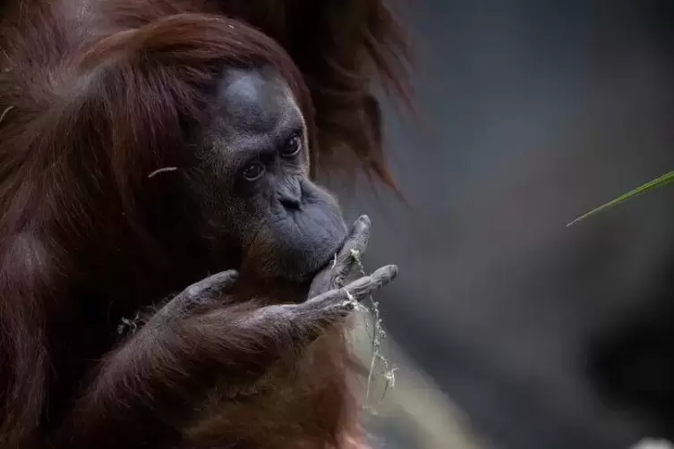 Tierschützer kämpften seit 2014 für „Sandras“ Freiheit.