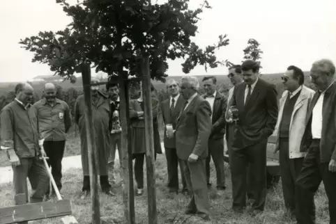 Am 3. Oktober 1990 wurde die Eiche nördlich des Ungsteiner Friedhofs gepflanzt.