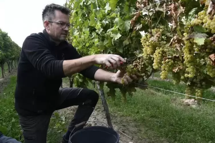 Martin Schmitt vom gleichnamigen Weingut in Dirmstein bei der Weinlese für den Müller-Thurgau.