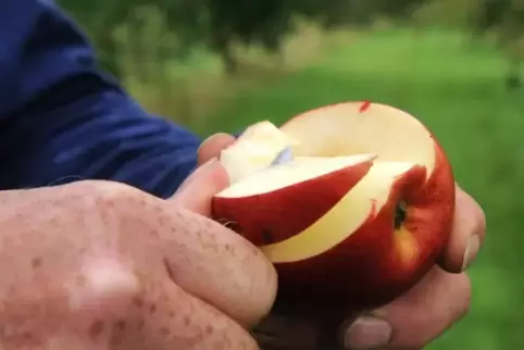 Lecker: 21 Kilogramm Äpfel werden rein rechnerisch pro Jahr und Kopf in Deutschland verzehrt.