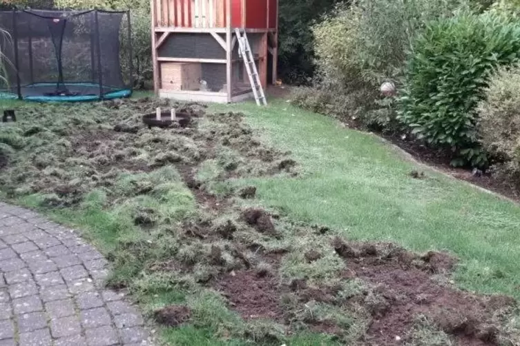 Kein schöner Anblick: Wildschweine haben im Garten von Kai Urschel ihre Spuren hinterlassen.