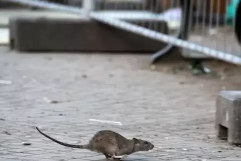 Sieht man auch in Ludwigshafen immer mal wieder: Ratten. Hier ein Foto aus Berlin.