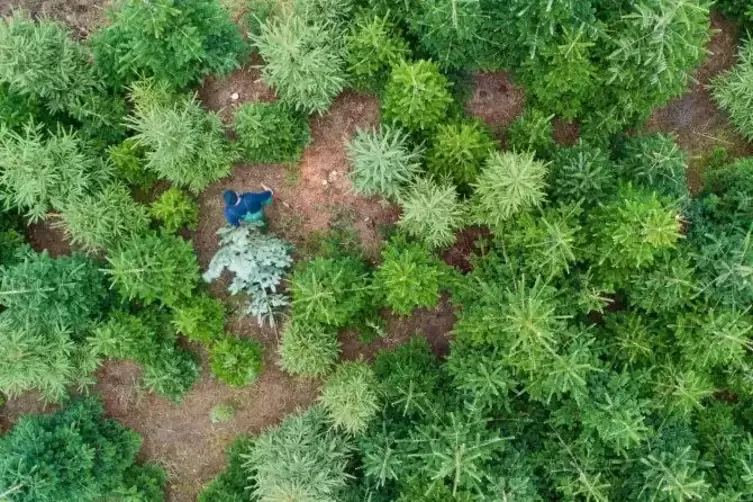 Weihnachtsbaum-Plantage von oben: Den normalen Wald schützt man nicht, indem man auf Weihnachtsbäume verzichtet.