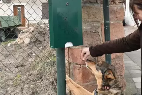 Acht Hundekotbeutel-Spender stehen in Seebach.