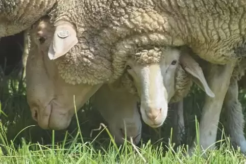 Zwei Schafe werden vermisst. 
