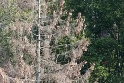 Noch ist der Zustand des Waldes im Dahner Land nicht so dramatisch wie in anderen Regionen, beispielsweise wie hier im Harz.