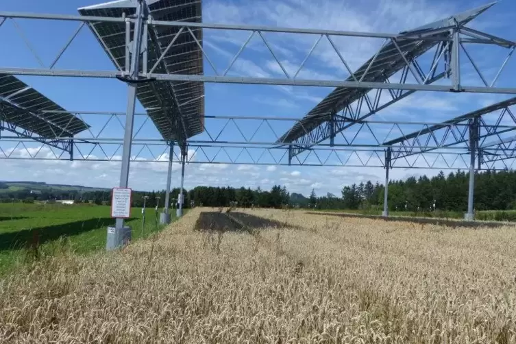 Die Solarmodule stehen fünf Meter über dem Acker. Sie erzeugen nicht nur Strom, sondern werfen auch Schatten, was in den Sommerm