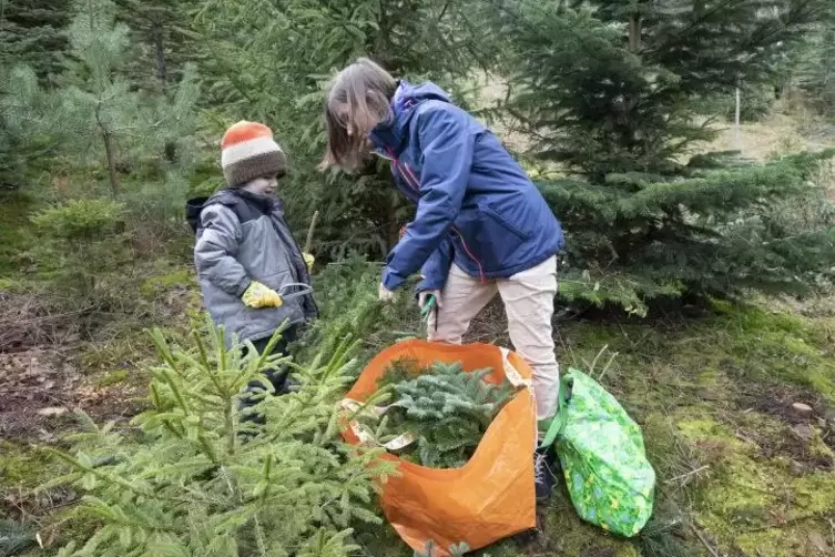 Annika Fleder füllt mit ihrem Sohn Jonathan die Taschen mit Tannenzweigen.