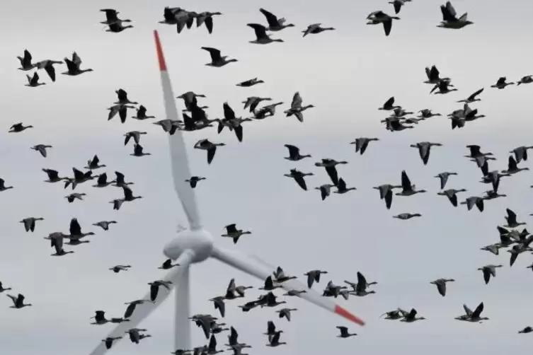 Auch der Vogelschutz muss gegen die Energiewende abgewogen werden.