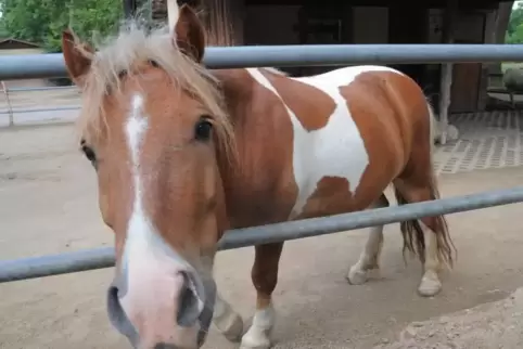 Auf kleinen Shetlandponys (hier ein Symbolfoto aus dem Tiergarten Worms) lernen viele Kinder reiten. Einem Mann aus der VG Pirma