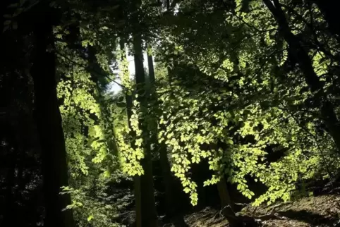 Mehr Licht als Schatten: der Wald als Wirtschaftsbetrieb.
