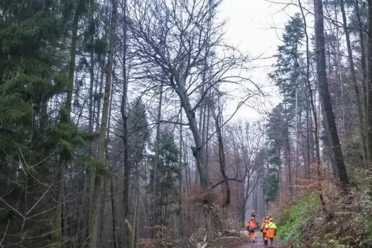 Die 150 Jahre alte Winterhaltbuche ist am Freitag gefällt worden. Sie war von einem Pilz befallen.