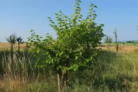 Die Weiße Maulbeere kommt ursprünglich aus China.