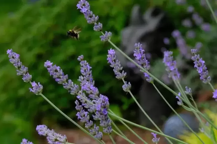 Nicht nur der Mensch, sondern aus Insekten wie diese Hummel schätzen die zahlreichen Vorzüge des Echten Lavendels.