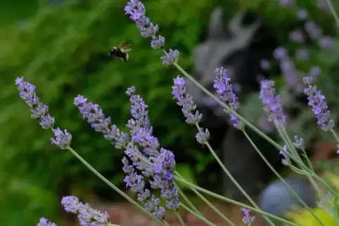 Nicht nur der Mensch, sondern auch Insekten schätzen die vielen Vorzüge des Echten Lavendels.