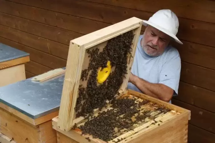 Eckhard Richter, Vorsitzender des Imkervereins Landstuhl und Umgebung, bei der Kontrolle seiner Bienen nach der Honigernte.