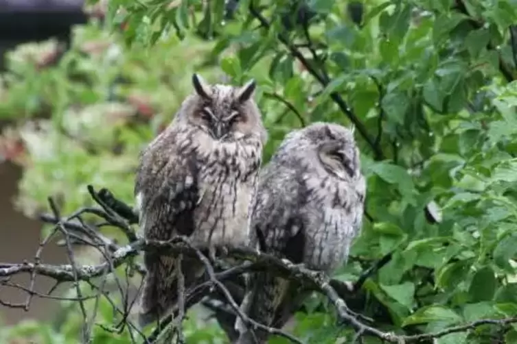 Waldkäuze suchen derzeit nach Brutmöglichkeiten und versuchen sie ihr Glück auch in Kaminen. Das kann tödlich enden.